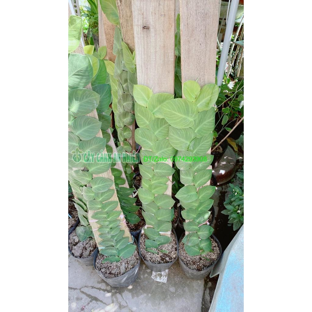 Cây Thằn Lằn cao 70cm