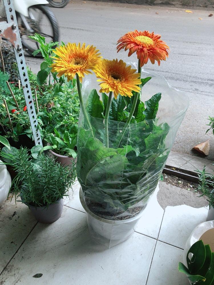 Hoa Đồng Tiền Size Lớn