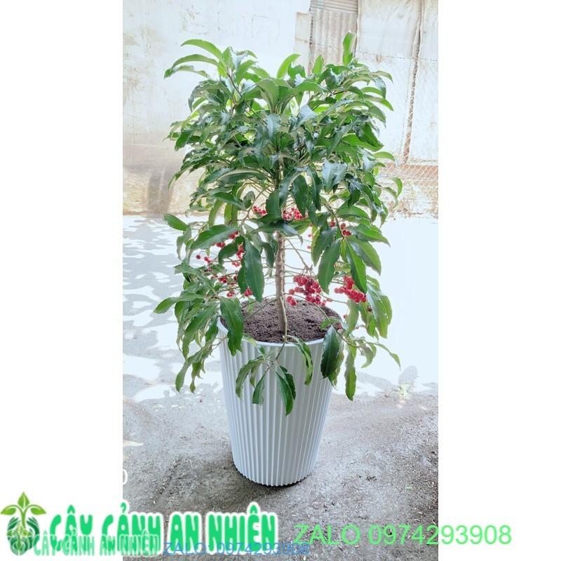 Chậu Cây Kim Ngân Lượng
