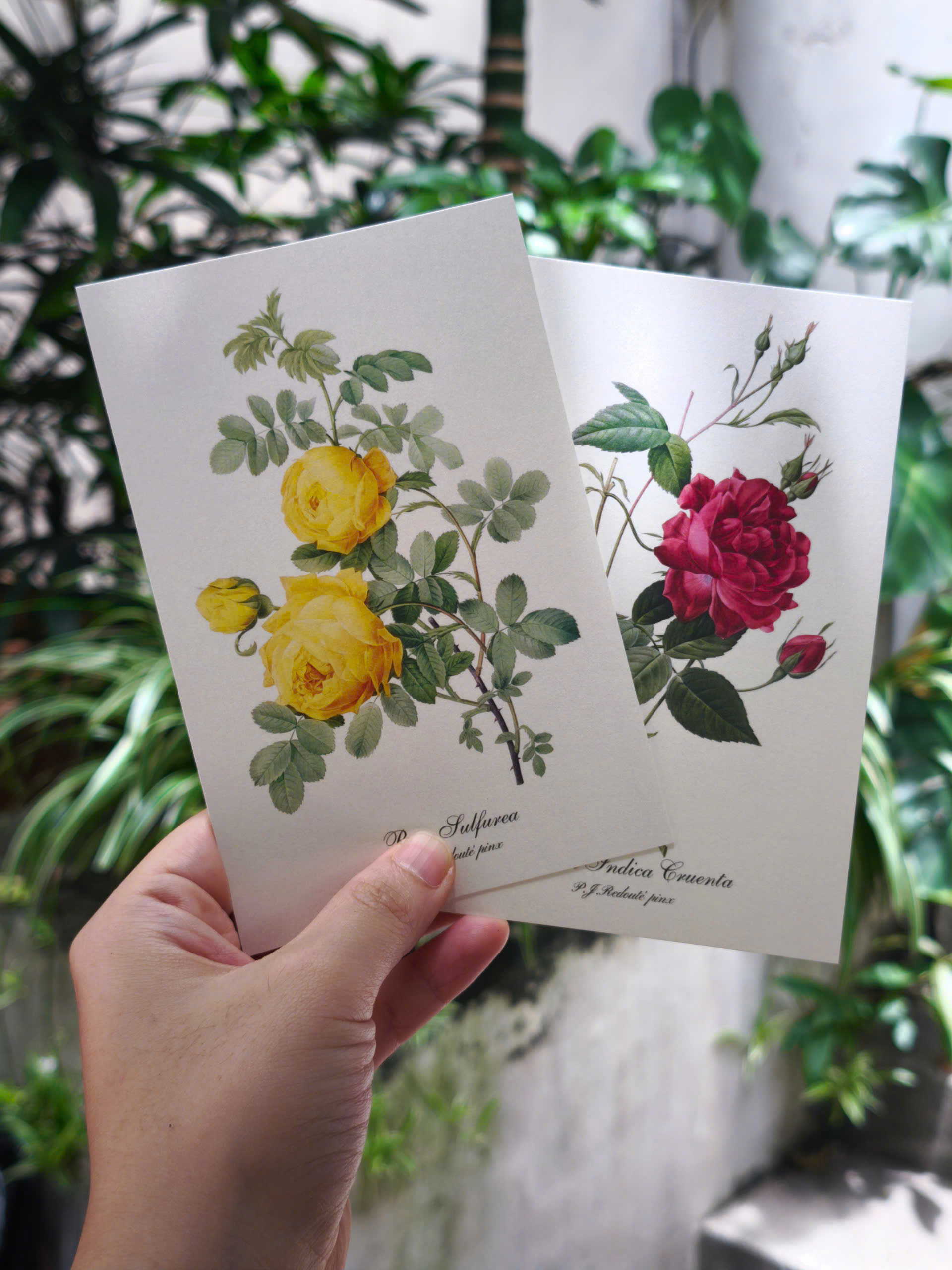 BỘ POSTCARD HOA HỒNG sử dụng 100 bức minh hoạ gốc trong sách Les Roses – Redoute (Nho Xanh)