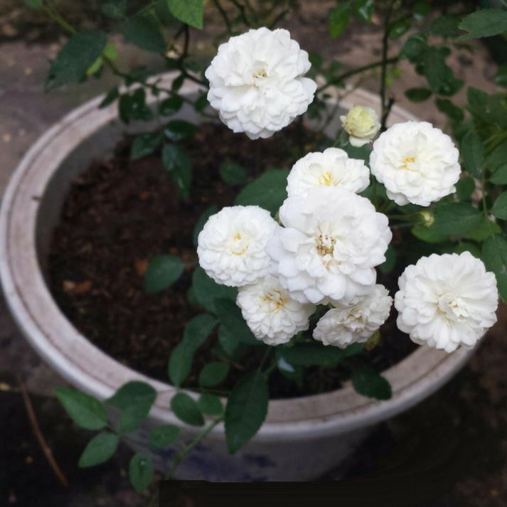 COMBO 2 cây giống hoa hồng CỔ TRẮNG BẠCH XẾP-Giống hồng cổ trắng đẹp và sai hoa