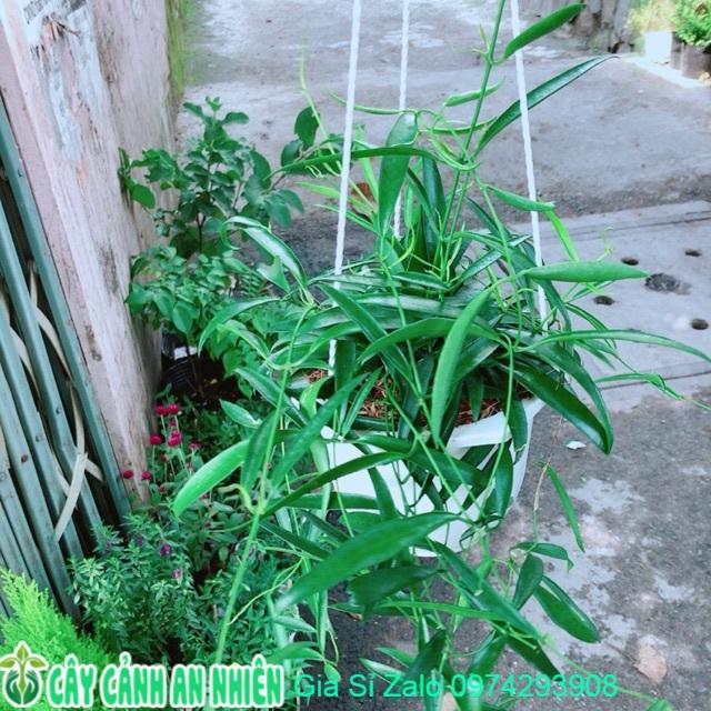 Chậu Cây Trúc Leo