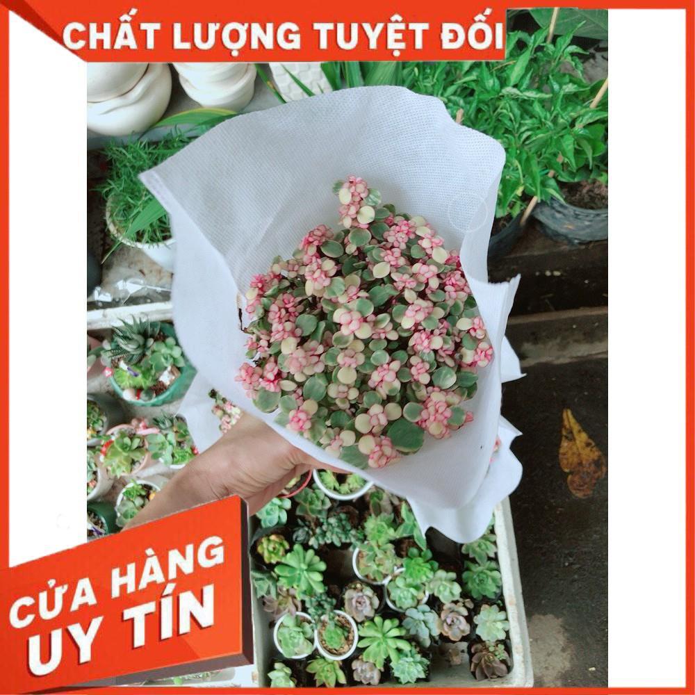 Sen Đá Đô La Hồng Trắng