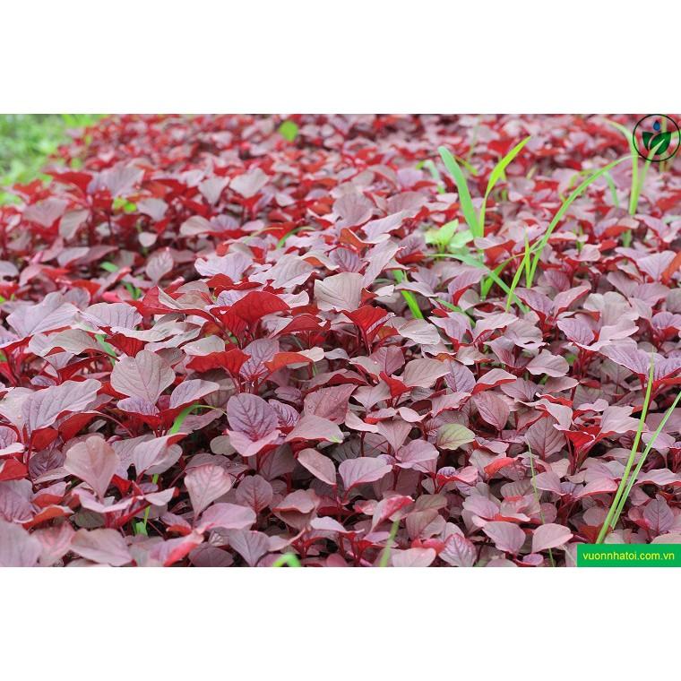 50Gr HẠT GIỐNG RAU DỀN ĐỎ