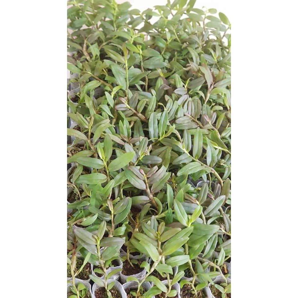 Phi điệp tím
