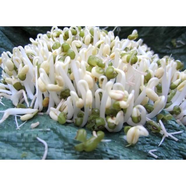 HẠT GIỐNG RAU MẦM GIÁ ĐẬU XANH