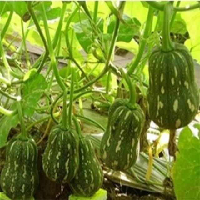 HẠT GIỐNG BÍ ĐỎ HẠT ĐẬU LAI F1