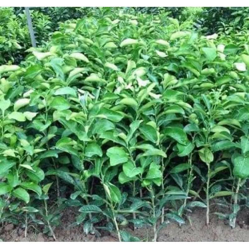 CÂY GIỐNG BƯỞI ĐỎ LUẬN VĂN