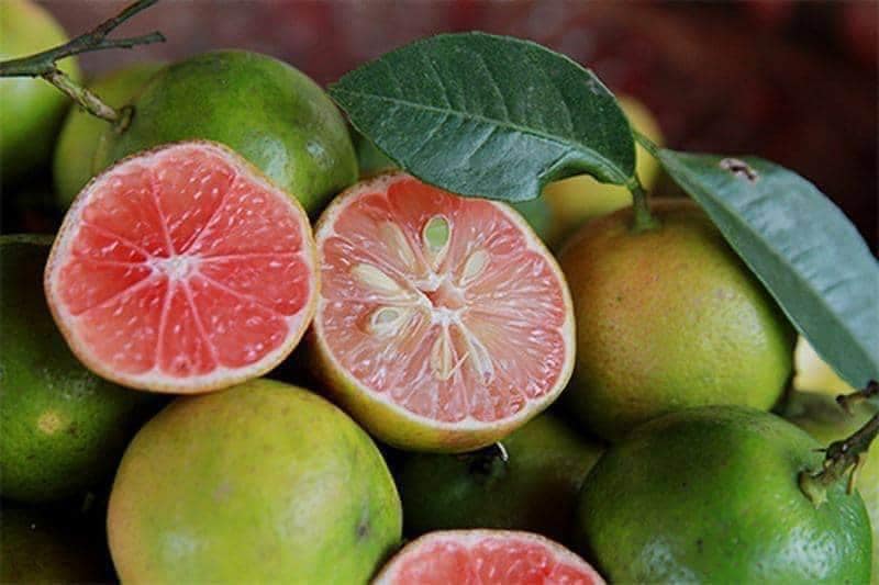 Cây giống chanh đào chất lượng cao, sạch bệnh, chuẩn giống, cây lùn siêu trái dễ trồng