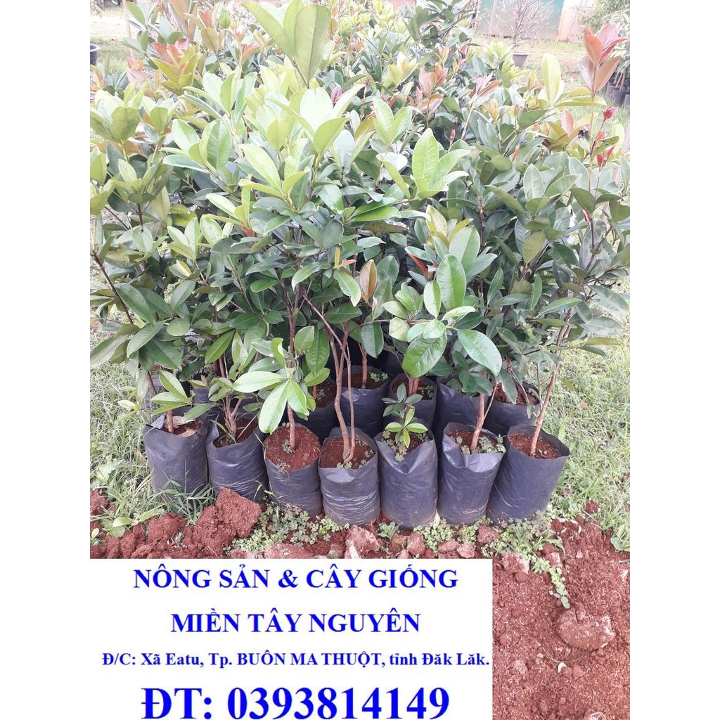 Cây Cherry Brazil Tứ Quý .