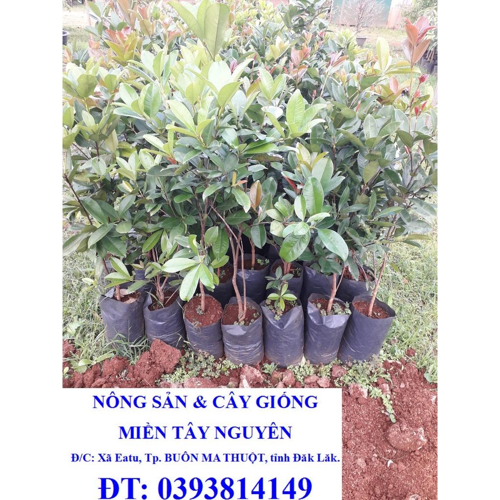 Cây Cherry Brazil Tứ Quý (Cherry nhiệt đới ra trái quanh năm) ( Bầu TO, cây khỏe, phát triển tốt). [ MỚI ] [GHN EXPrEsS]