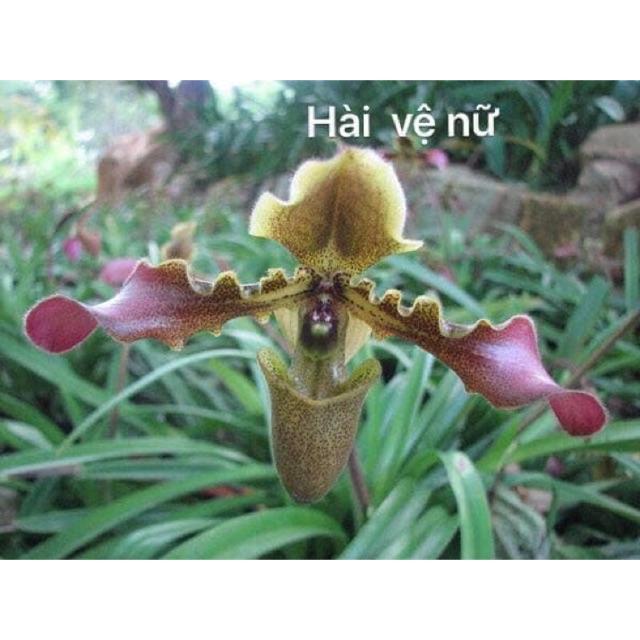 Combo 10 Cây giống lan hài vệ nữ tây bắc