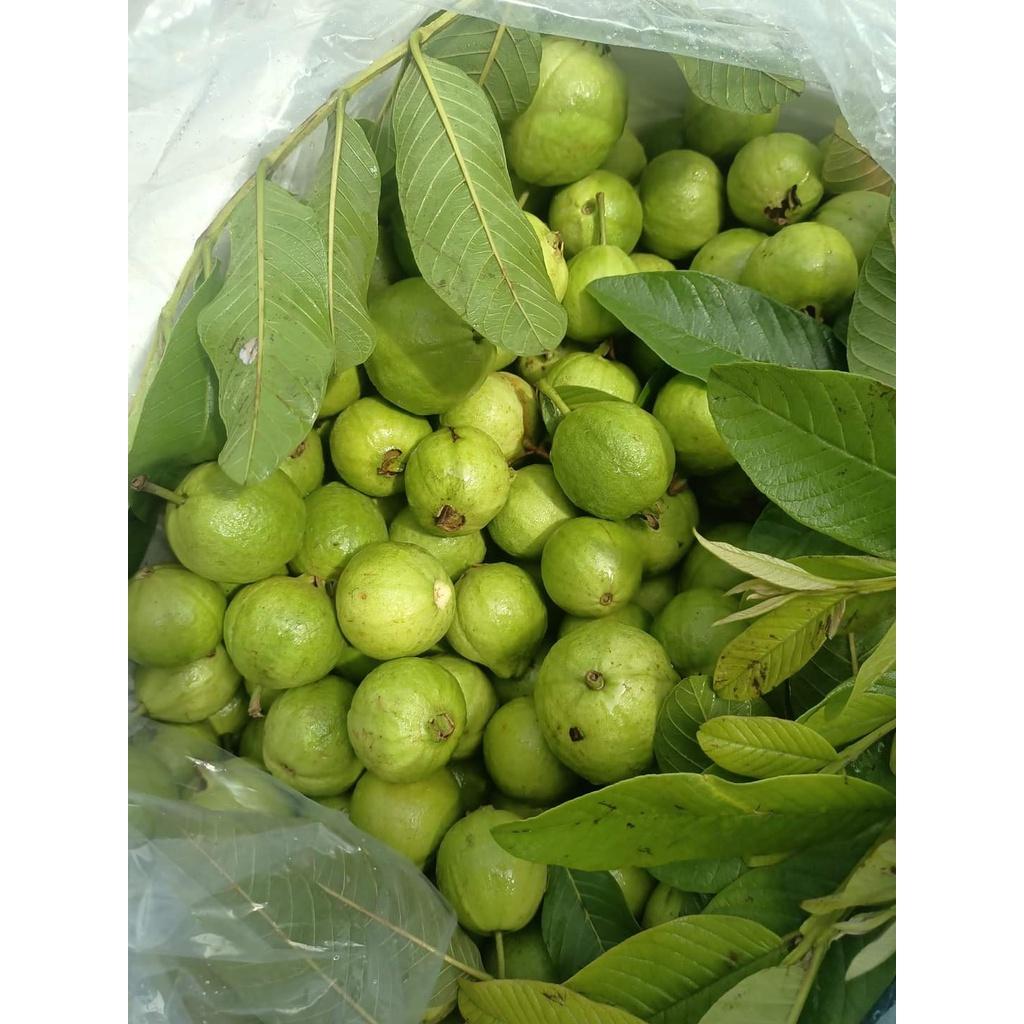 Cây giống Ổi Găng Đông Dư