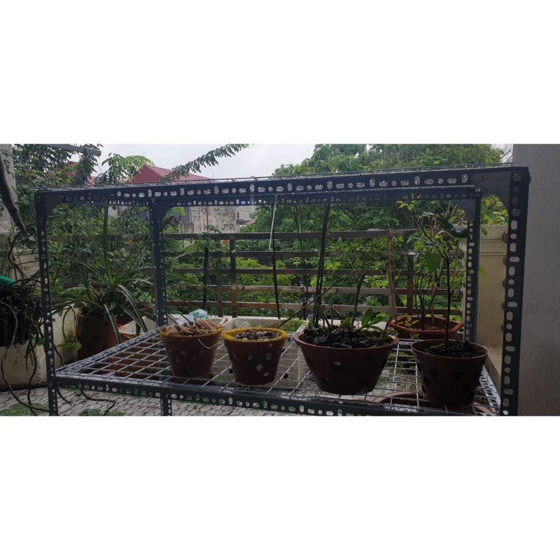 Kệ sắt v lỗ đa năng.kệ sắt lưới ô vuông.kệ để cây bonsai,sen đá,xương rồng.