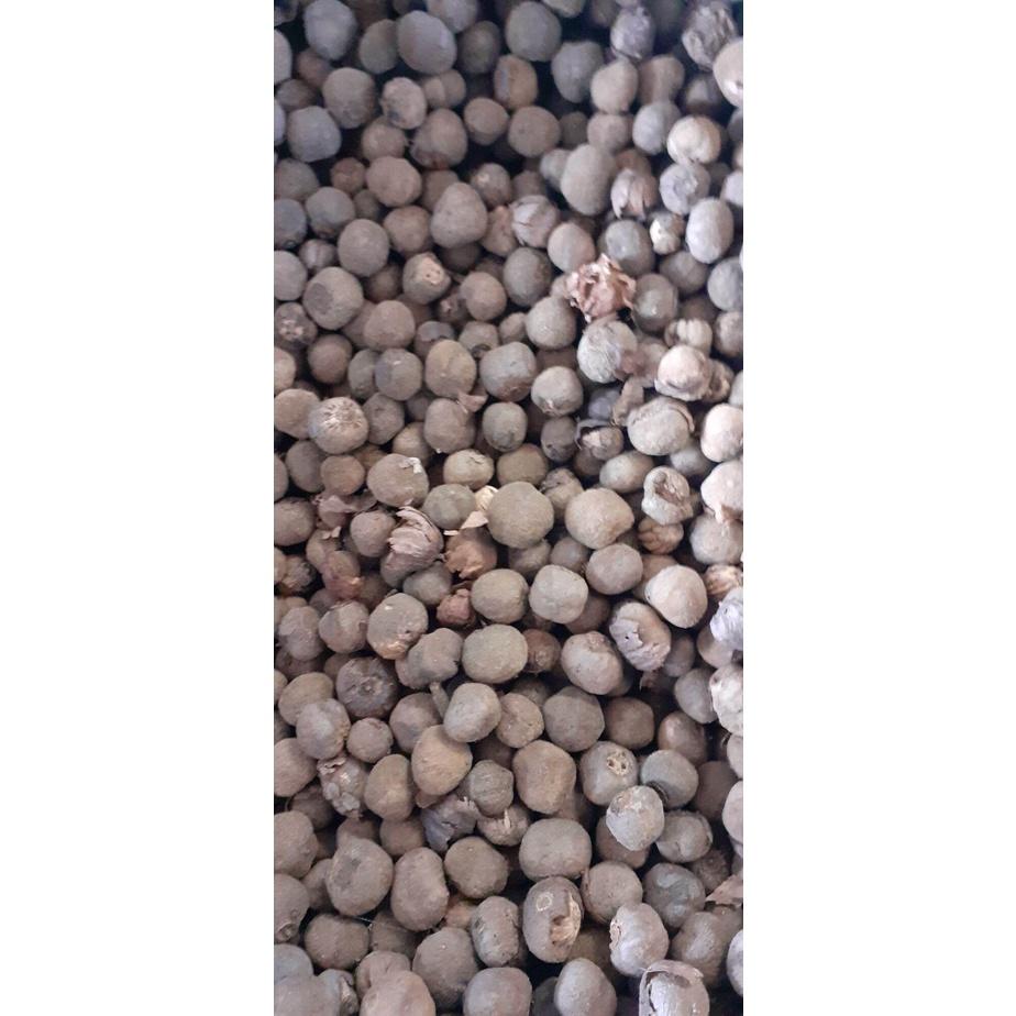 100 gram hạt giống cây tếch, giá tỵ