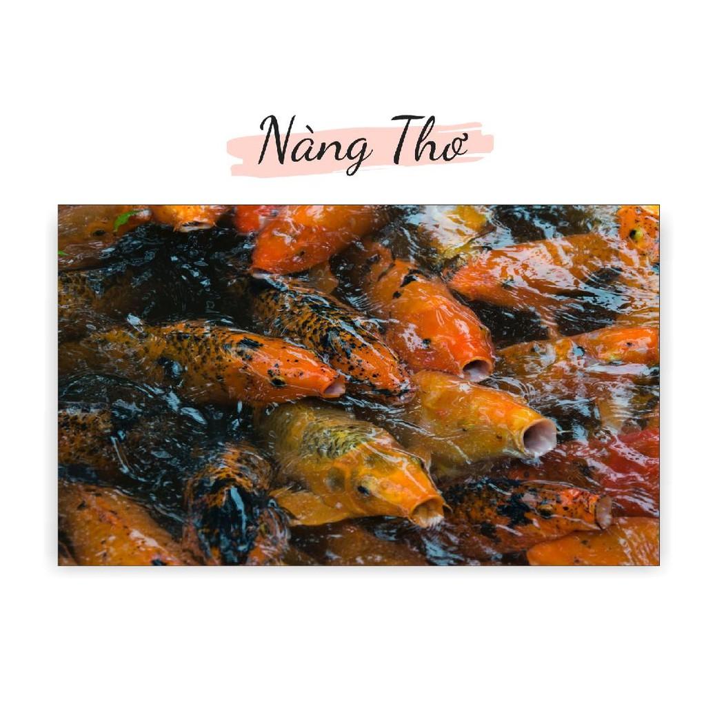 TRANH DECAL HÌNH CÁ KOI 3D DÁN HỒ CÁ NHIỀU KÍCH THƯỚC _THIẾT KẾ NÀNG THƠ