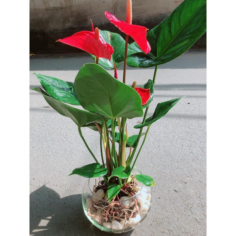 Chậu Cây Hồng Môn Thủy Sinh Size Lớn