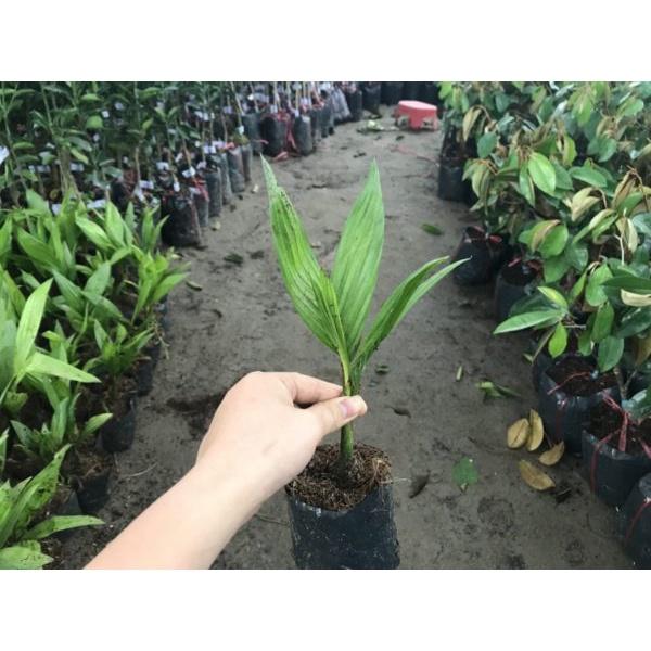 Cây giống cau lùn