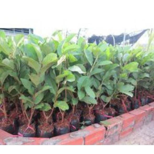 Cây giống ổi ruột đỏ không hạt