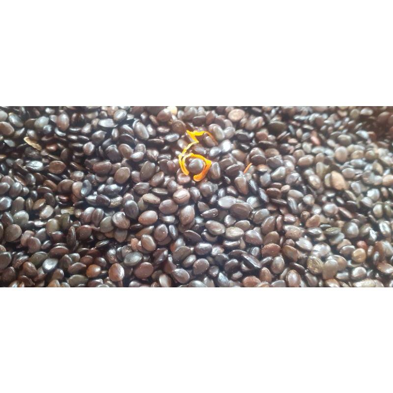 500 gram hạt giống Keo Lai trồng rừng