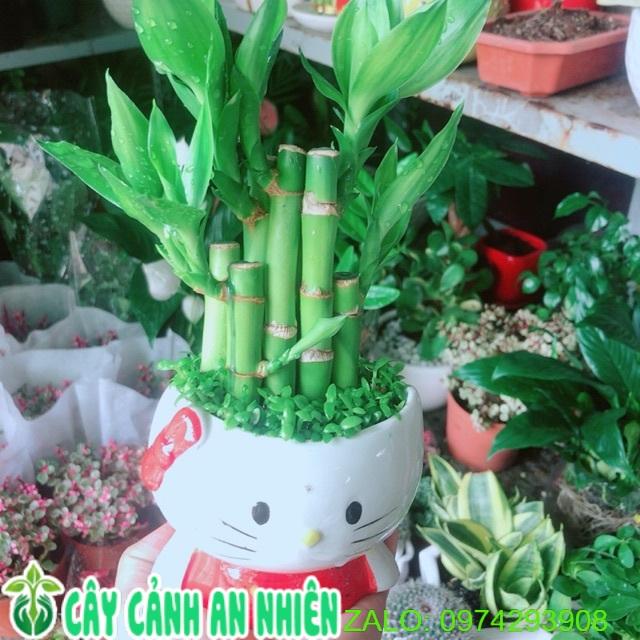 Chậu Cây Trúc Phát Tài