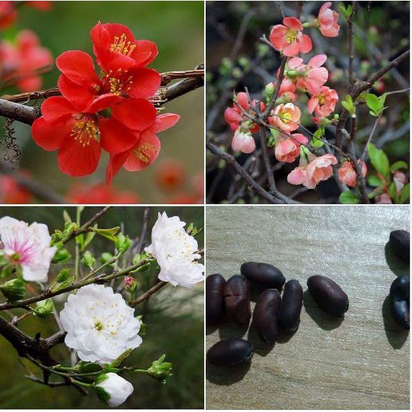 Hạt giống mai trung quốc nhiều màu - 5 hạt