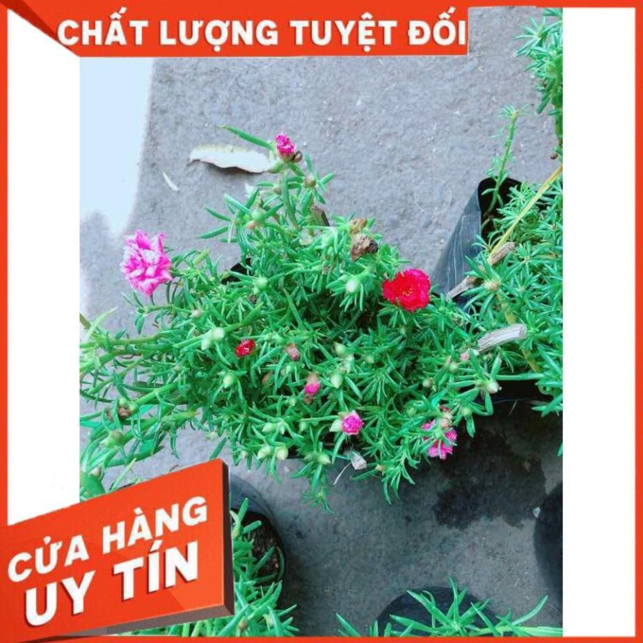 Hoa mười giờ mỹ Nhiều Người Mua