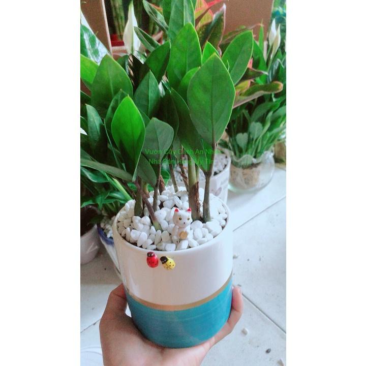 Chậu Cây Kim Tiền Thái Để Bàn