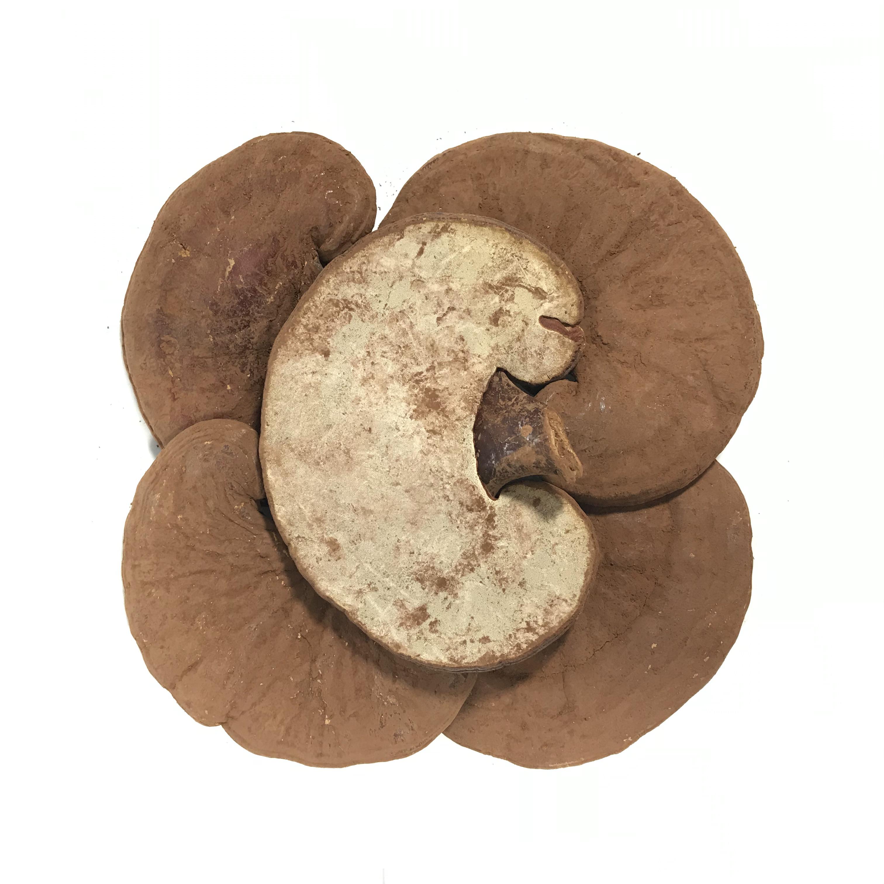 1kg Nấm Linh Chi Đỏ Fungi