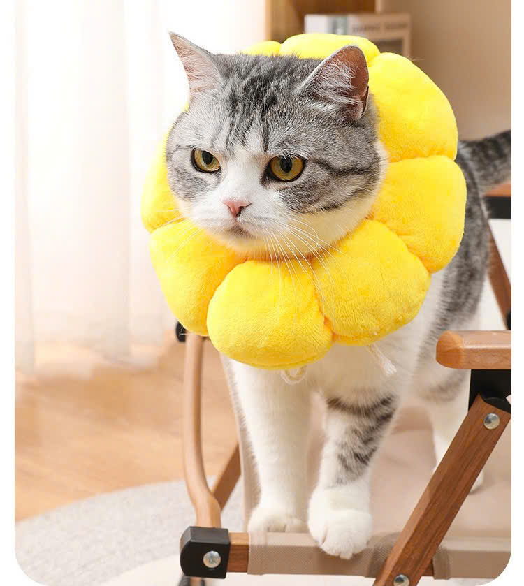 VÒNG CỔ THÚ CƯNG VÒNG CỔ LOA CHỐNG LIẾM CHO THỎ CHÓ MÈO BÔNG HOA DỄ THƯƠNG TỪ 0.5-5.5KG MÃ 10 CHO CHÓ MÈO THỎ