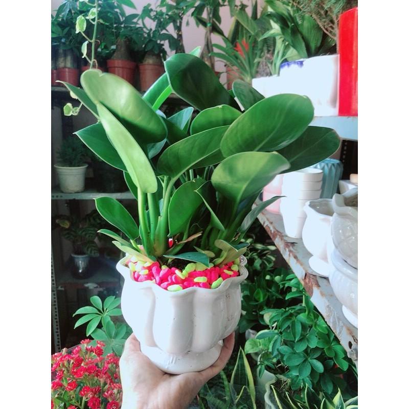 Chậu Trầu Bà Đế Vương