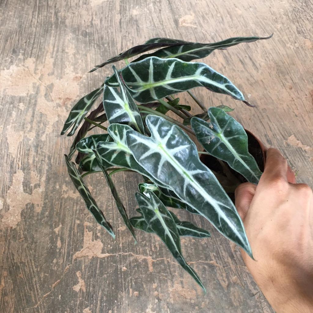 Cây Môn Tím Để Bàn,Trang Trí Phòng