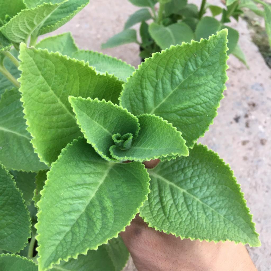 Cây Húng Chanh,Cây Gia Vị,Hương Thơm Dịu Nhẹ Tán Xum