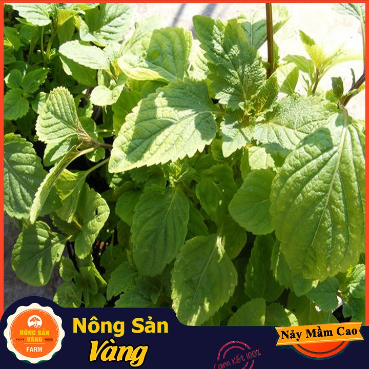 Hạt giống Rau Kinh Giới - Nông Sản Vàng
