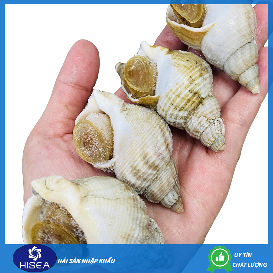 Ốc bulot Pháp - 1 kg