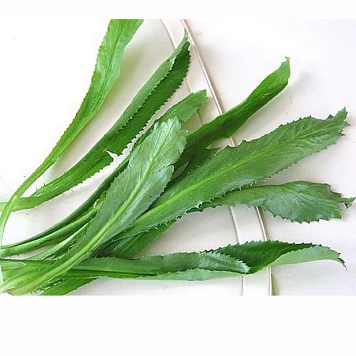 RAU MÙI TÀU, RAU NGÒ GAI - BẦU CÂY GIỐNG