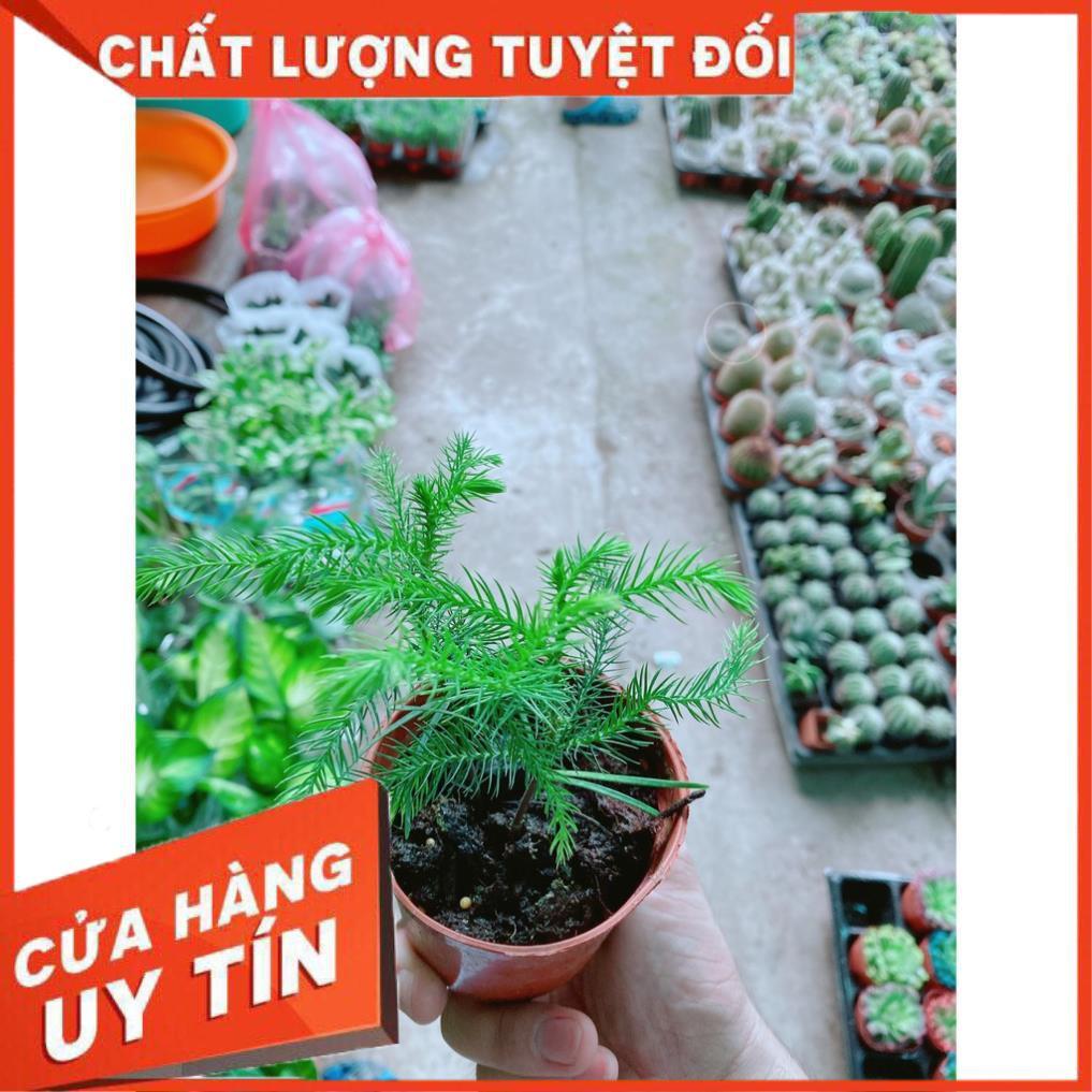 Tùng Bồng Lai Tùng Tiên Bách Tùng