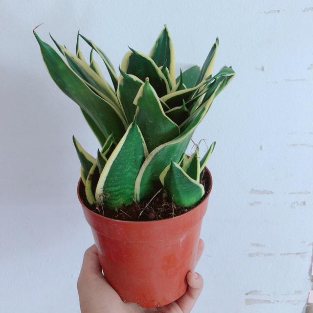 Lưỡi Hổ Thái Xanh