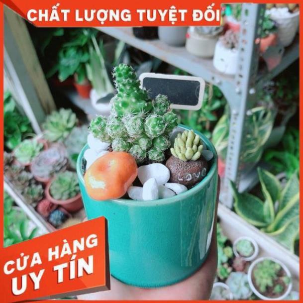 Chậu Xương Rồng Tiểu Cảnh