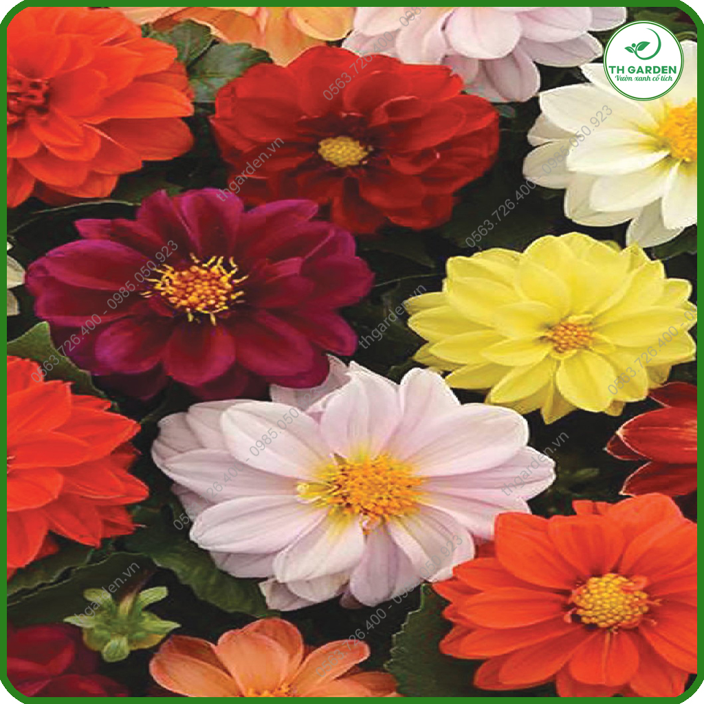 Hạt Giống Hoa Thược Dược Mix Nhiều Màu TH Garden - Hạt Giống Dễ Trồng Dễ Chăm Sóc, Hoa Thơm, Bền Màu, Lâu Tàn