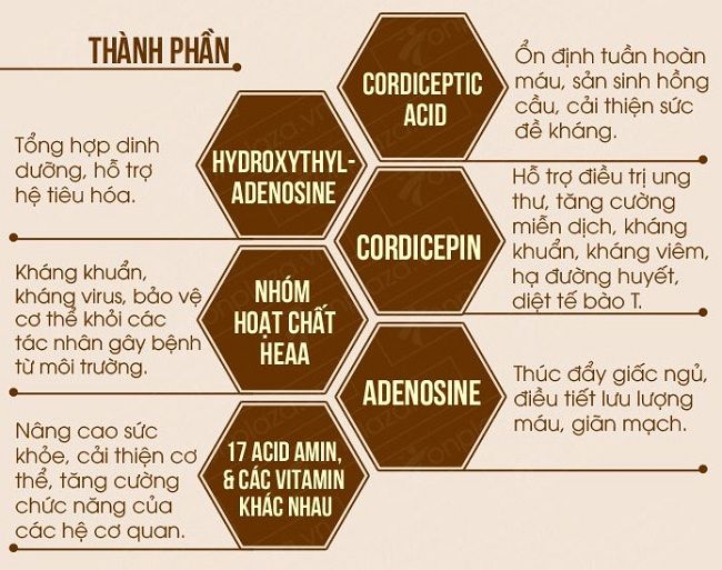 Mật ong Sợi Đông trùng hạ thảo Dr. Trung - Loại Ngâm Sợi Sấy thăng hoa - Tăng sức đề kháng, hệ miễn dịch, ngăn lão hóa, , trẻ hóa làn da, hỗ trợ giảm ho, hen suyễn và cải thiện giấc ngủ