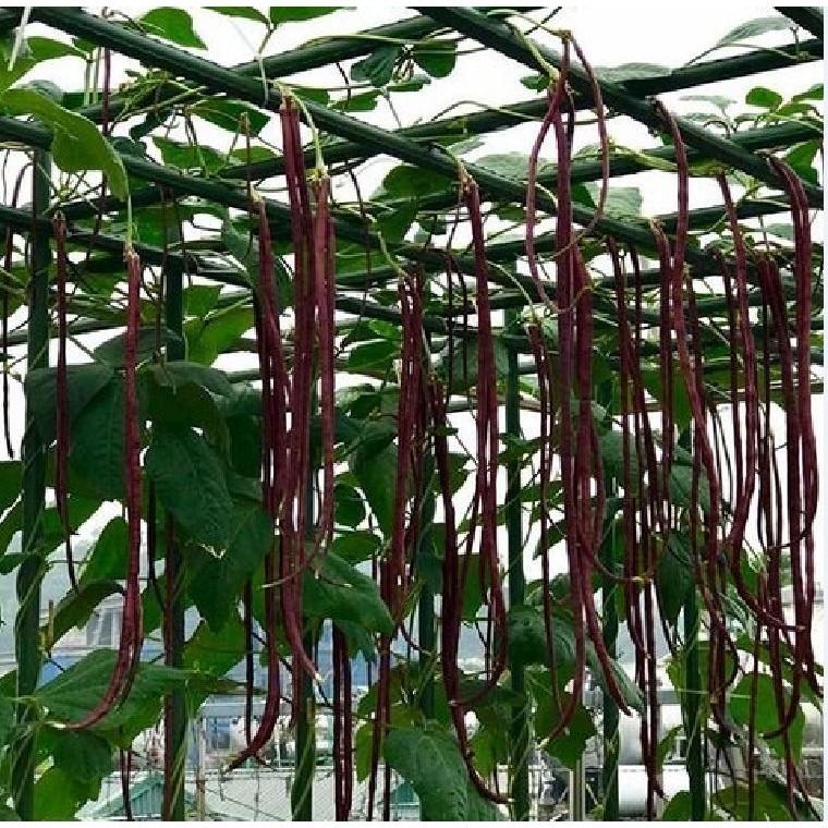 Hạt Giống Đậu Đũa Đỏ Giống Mỹ - 1 gói 3 gram