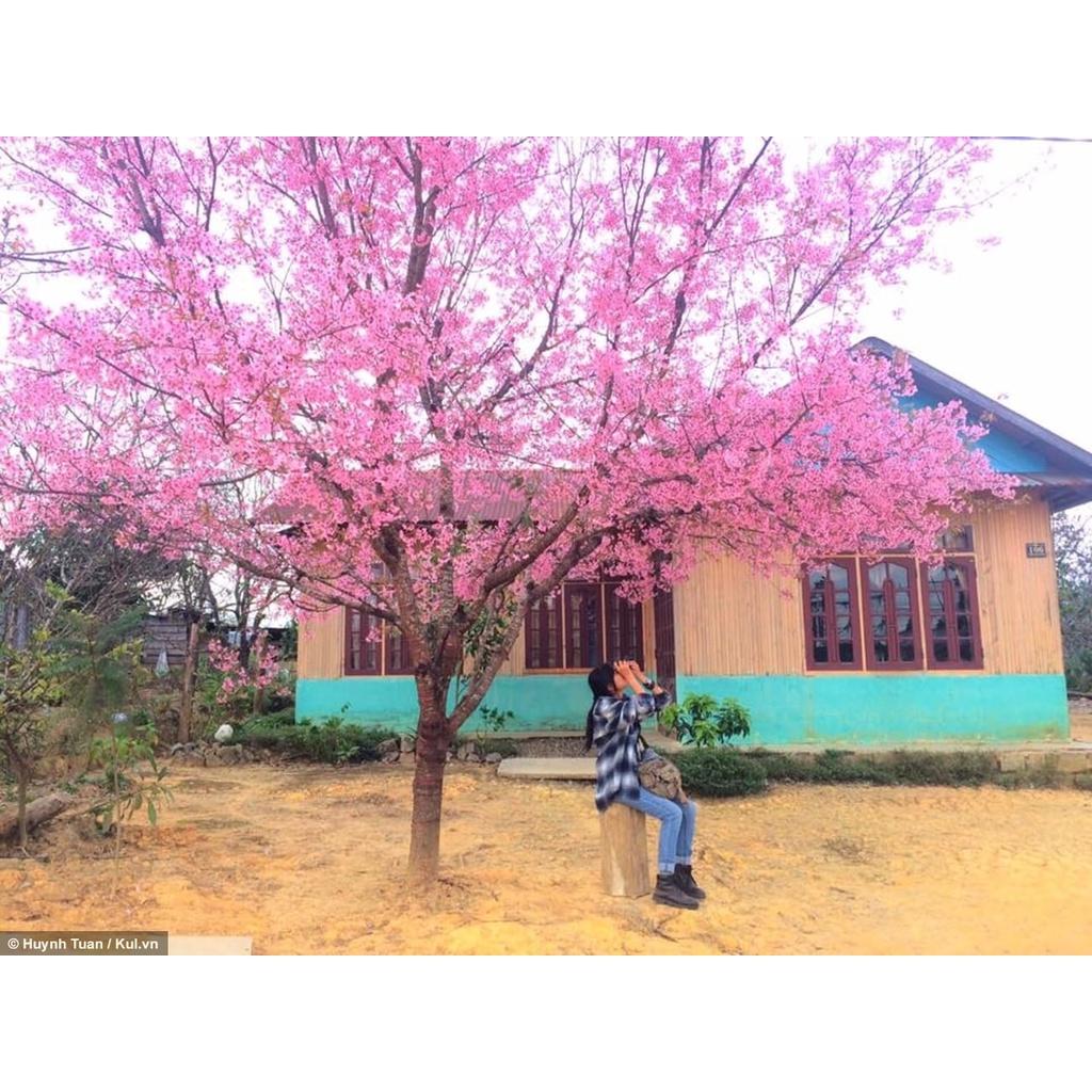 Cây mai anh đào cao 60cm