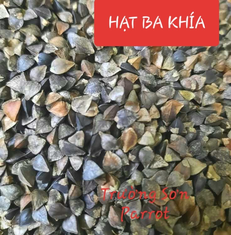 500g/1000g hạt ba khía (hạt tam giác mạch) cho chim, vẹt, chuột, hamster