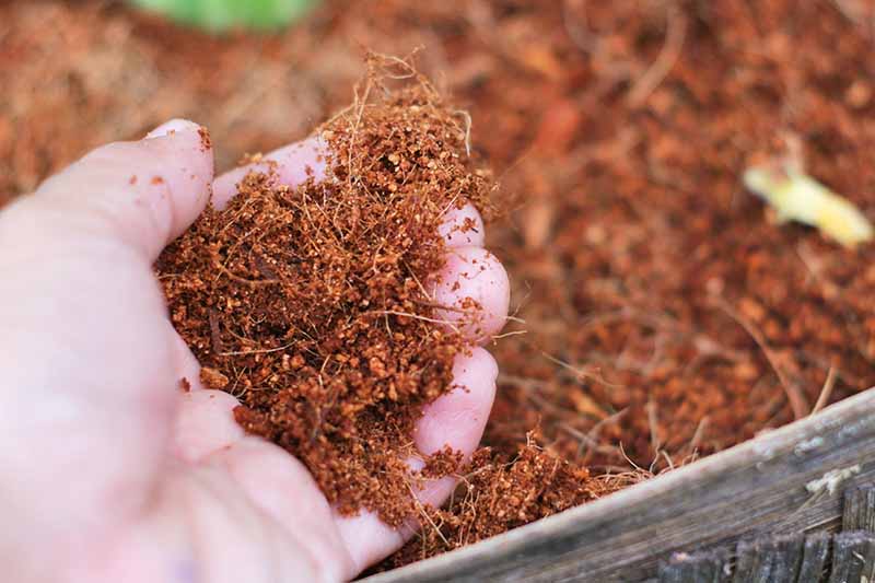 Giá thể mùn xơ dừa trồng cây hữu cơ