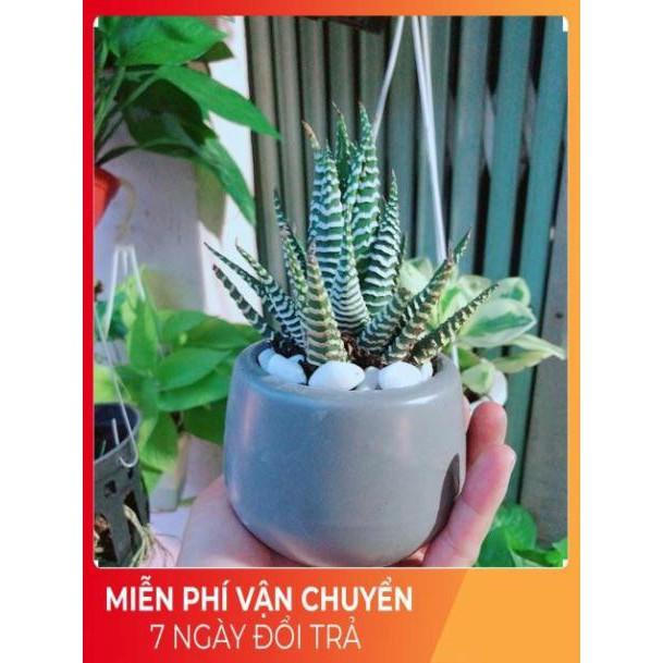 Chậu Móng Rồng