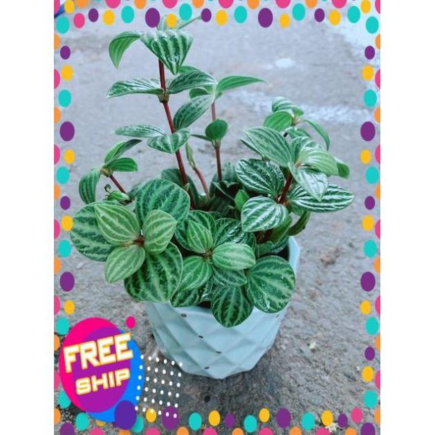 Chậu Cây Kim Cương Hột Xoàn