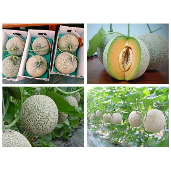 Combo 4 gói hạt giống dưa dễ trồng  Kèm gói kích mầm hạt