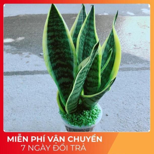 Chậu Lưỡi Hổ Thuỷ Sinh