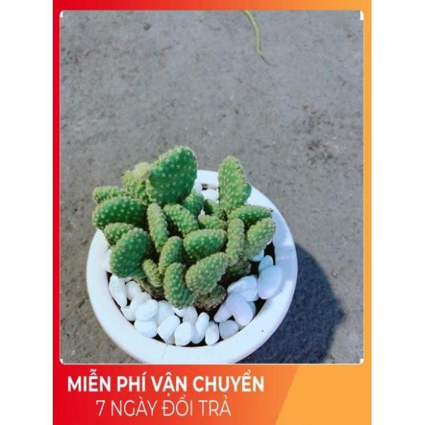 Chậu Xương Rồng Tai Thỏ